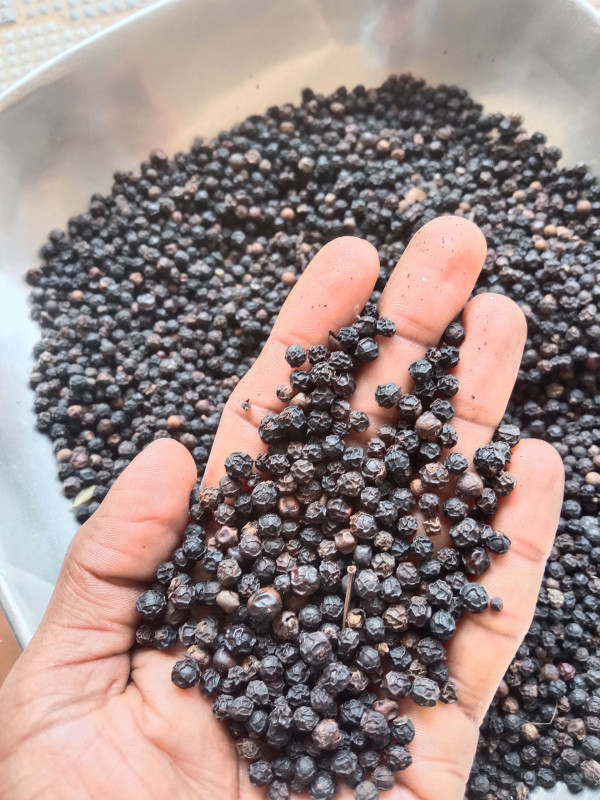 Black Pepper Farmer